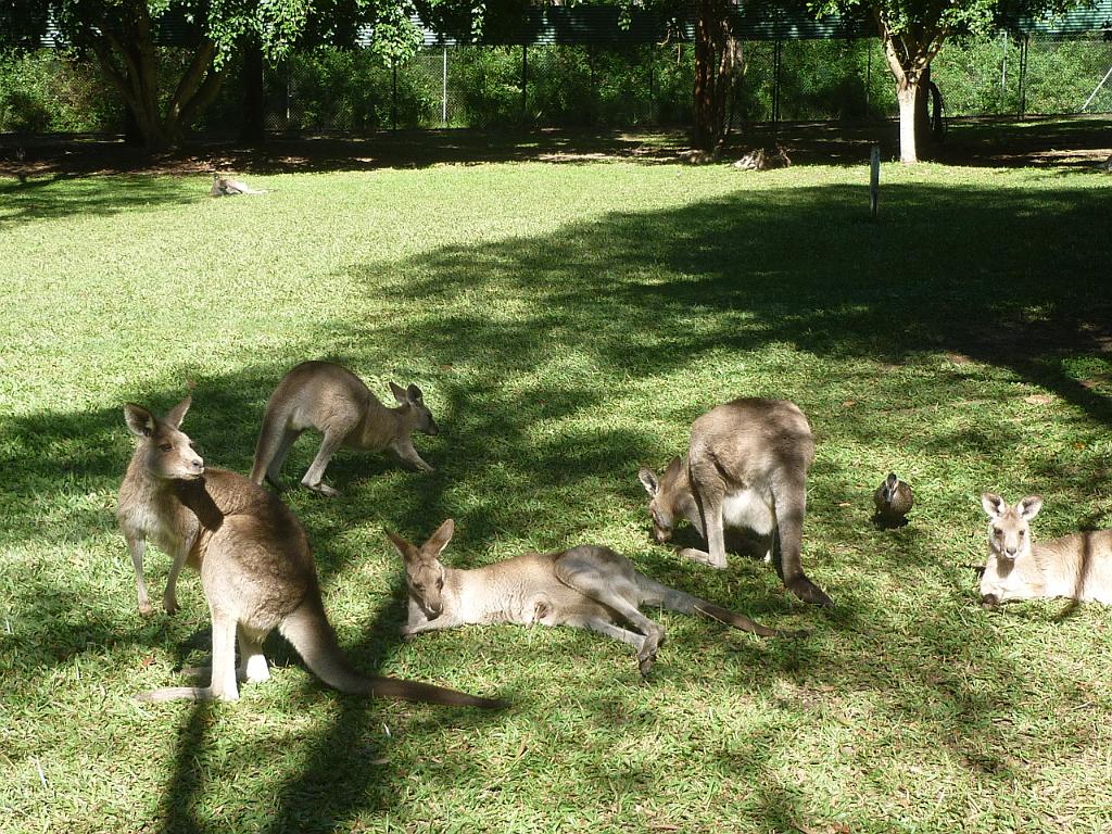 2011_05_Australia (540).JPG